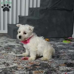Kendra, West Highland Terrier Puppy